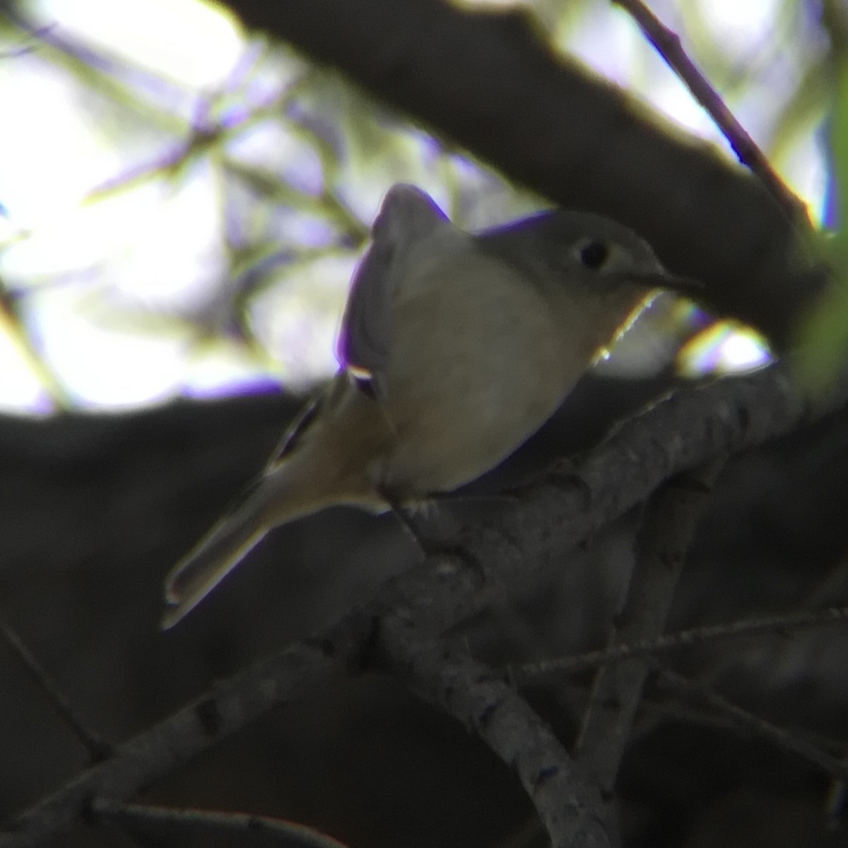 Ruby-crowned Kinglet - ML645431869