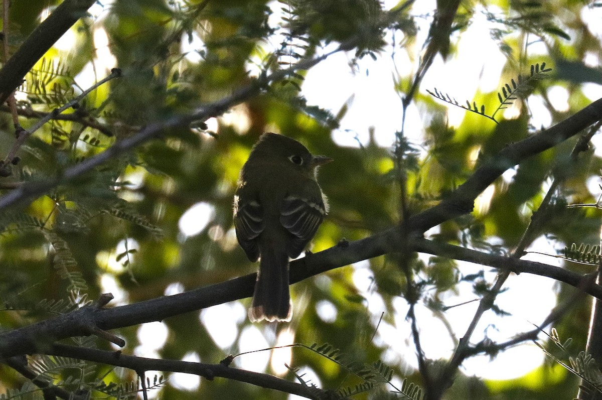 Western Flycatcher (Pacific-slope) - ML645431870