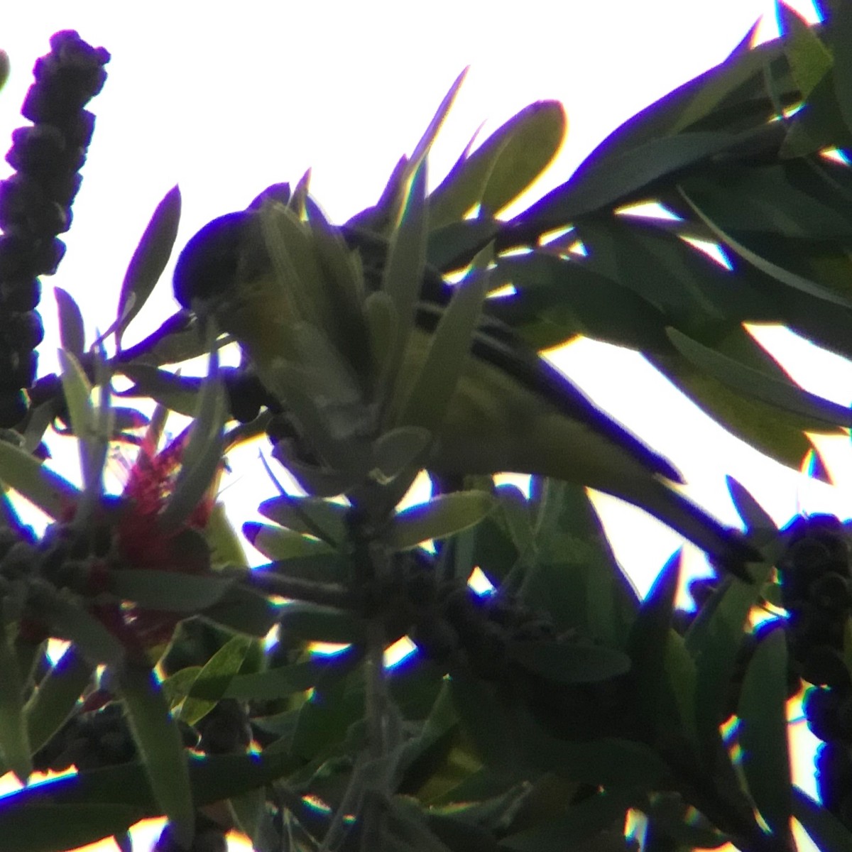 čížek mexický - ML645431871