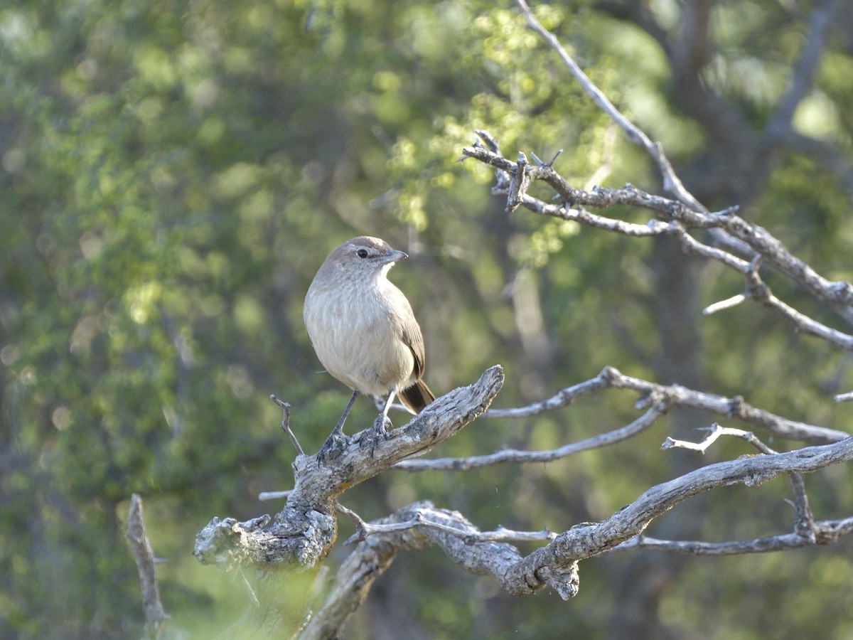 Sandy Gallito - ML645431873