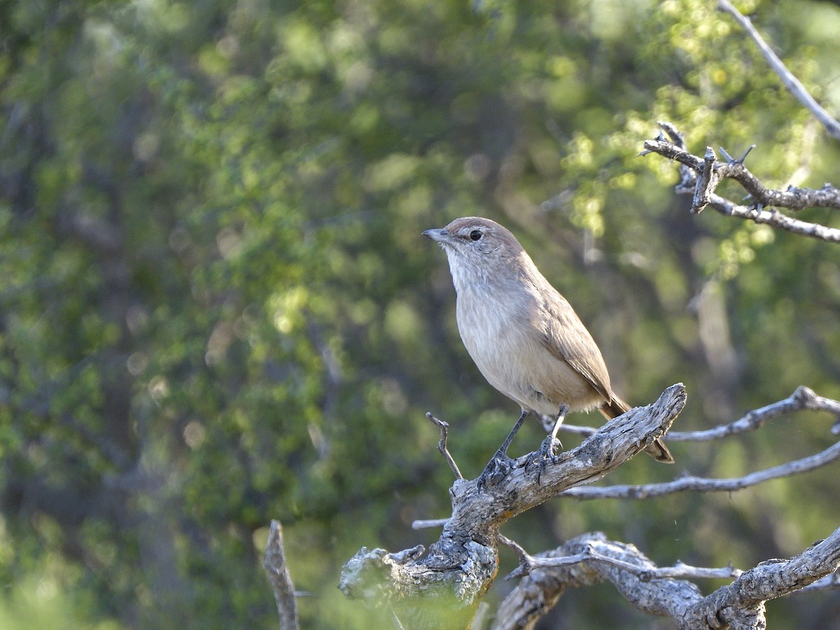 Sandy Gallito - ML645431874