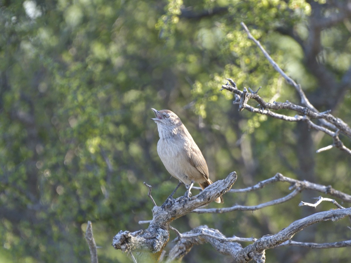 Sandy Gallito - ML645431875