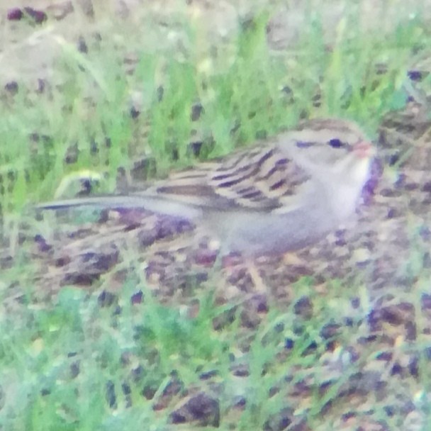 strnádka vrabcovitá - ML645431876