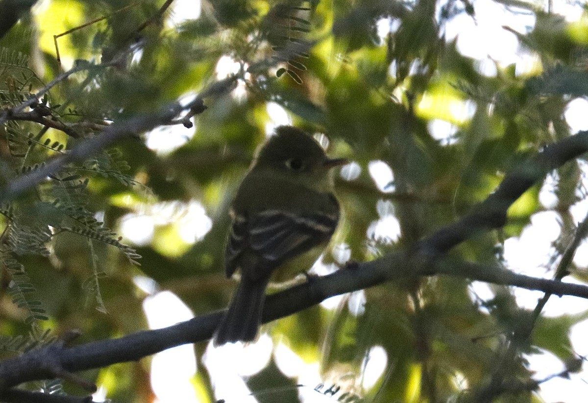 Western Flycatcher (Pacific-slope) - ML645431877