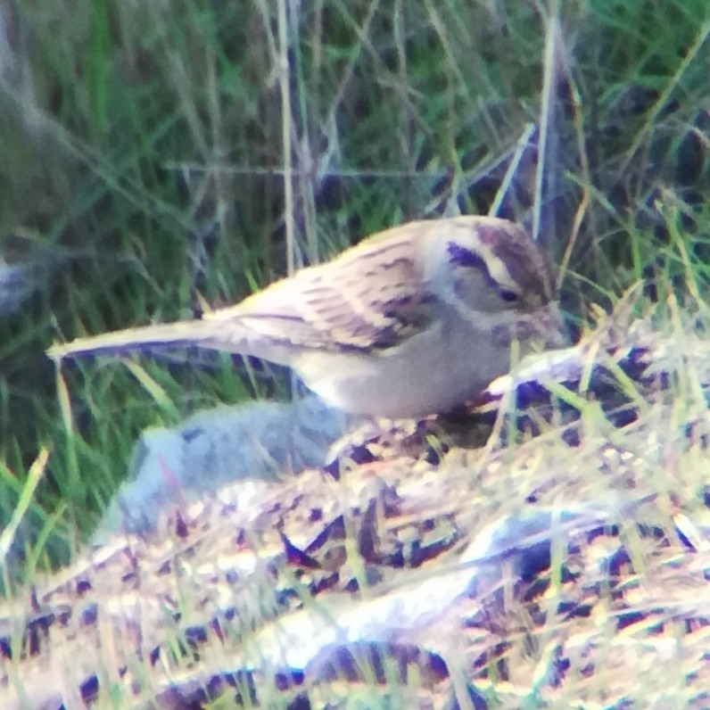 strnádka vrabcovitá - ML645431879