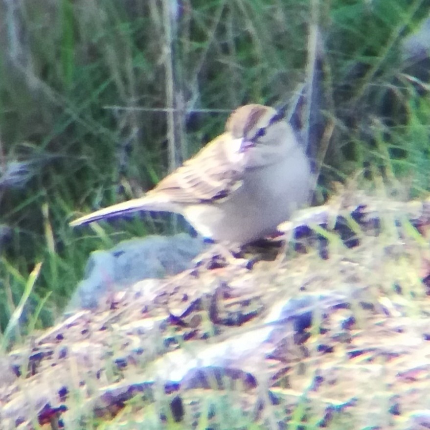 strnádka vrabcovitá - ML645431887