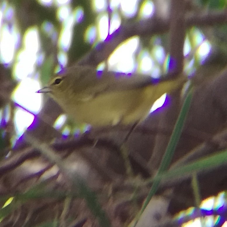 lesňáček hvězdičkový - ML645431894