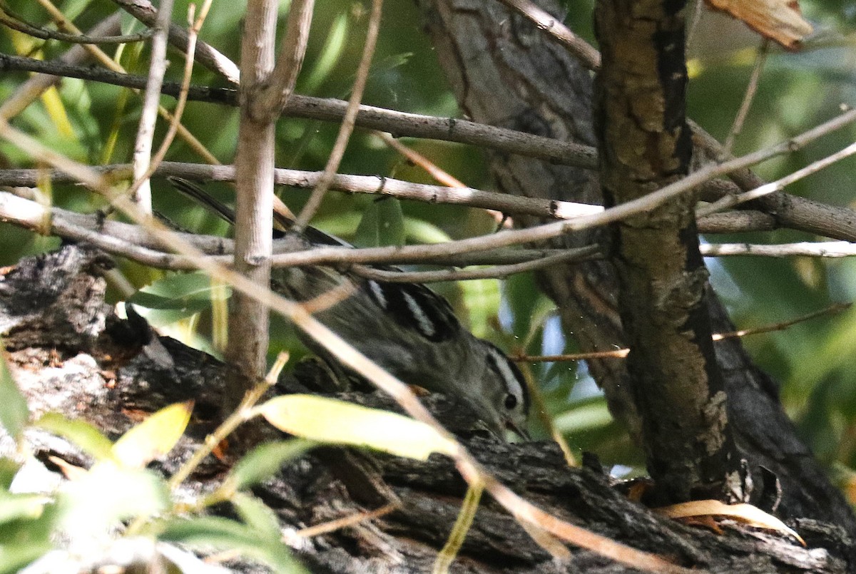 Black-and-white Warbler - ML645431904