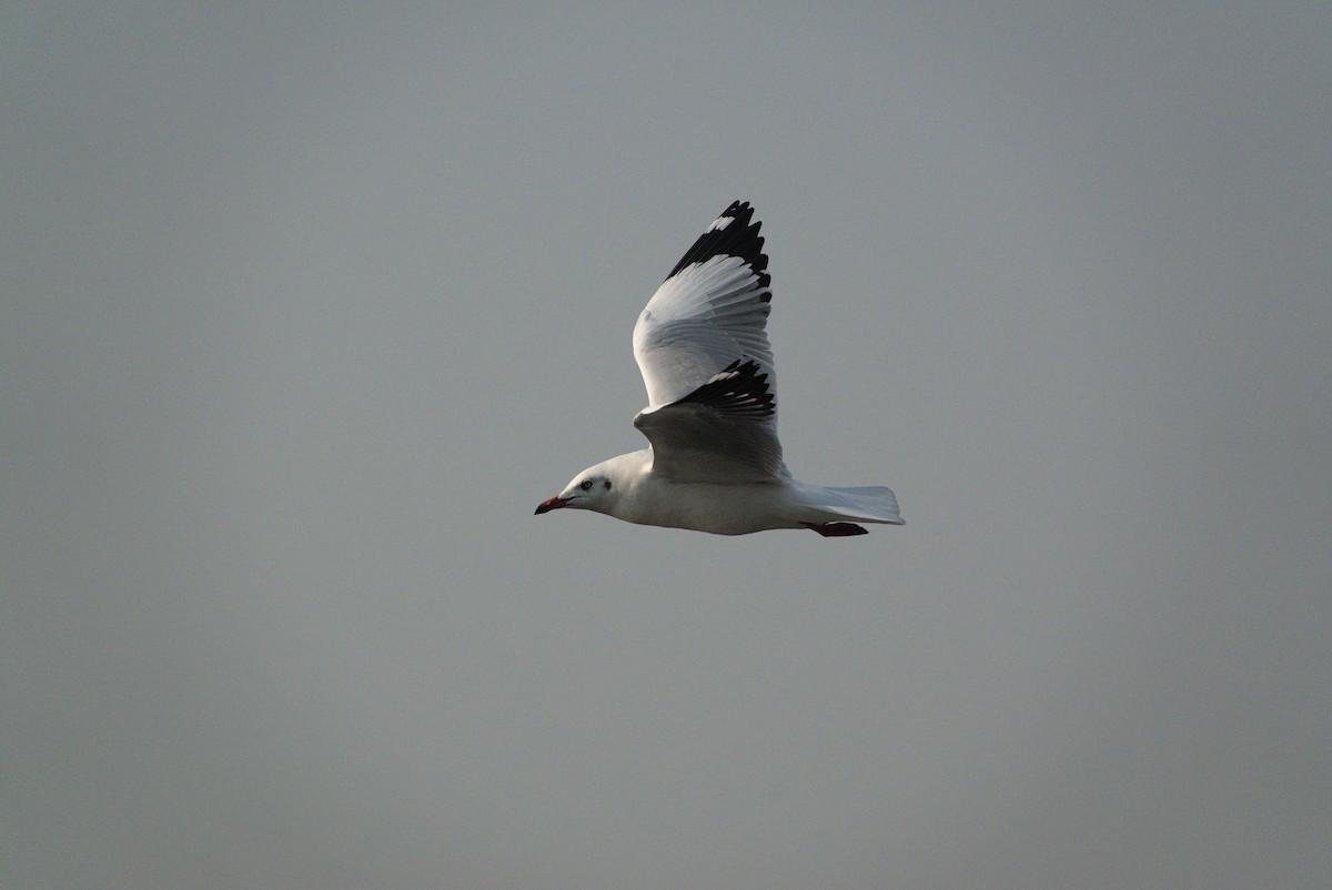Gaviota Centroasiática - ML645431905