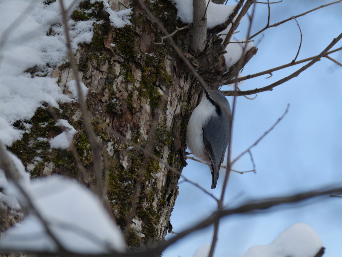 Eurasian Nuthatch - ML645431906