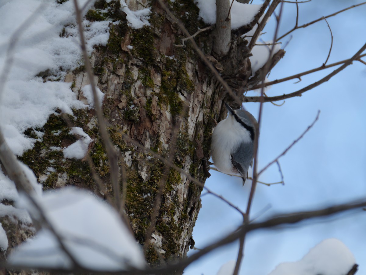 Eurasian Nuthatch - ML645431907