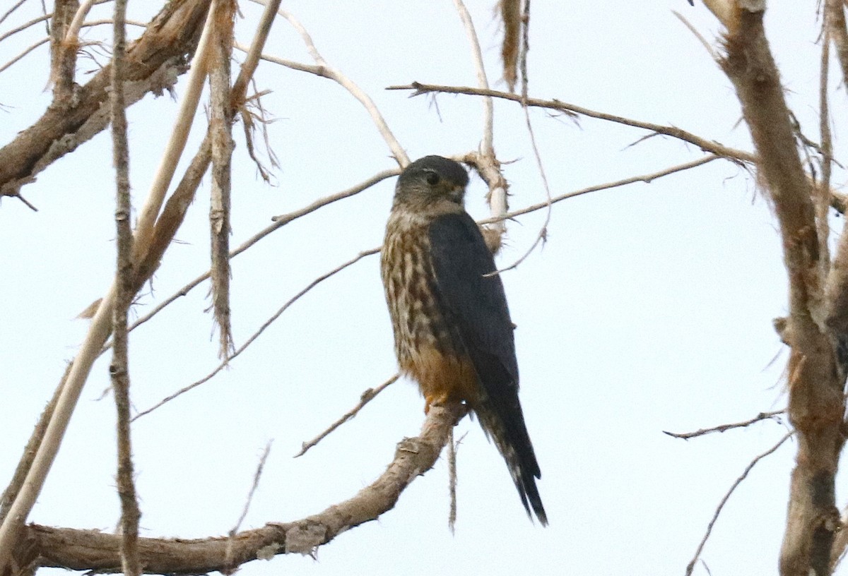 Merlin - ML645431923