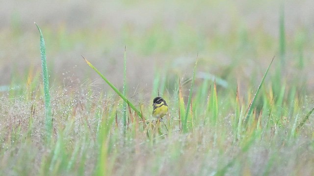 Вівсянка лучна - ML645431930