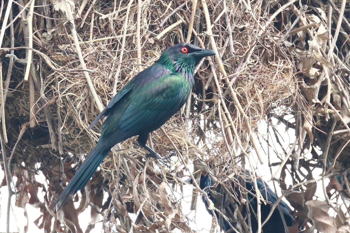 Metallic Starling - ML645431944