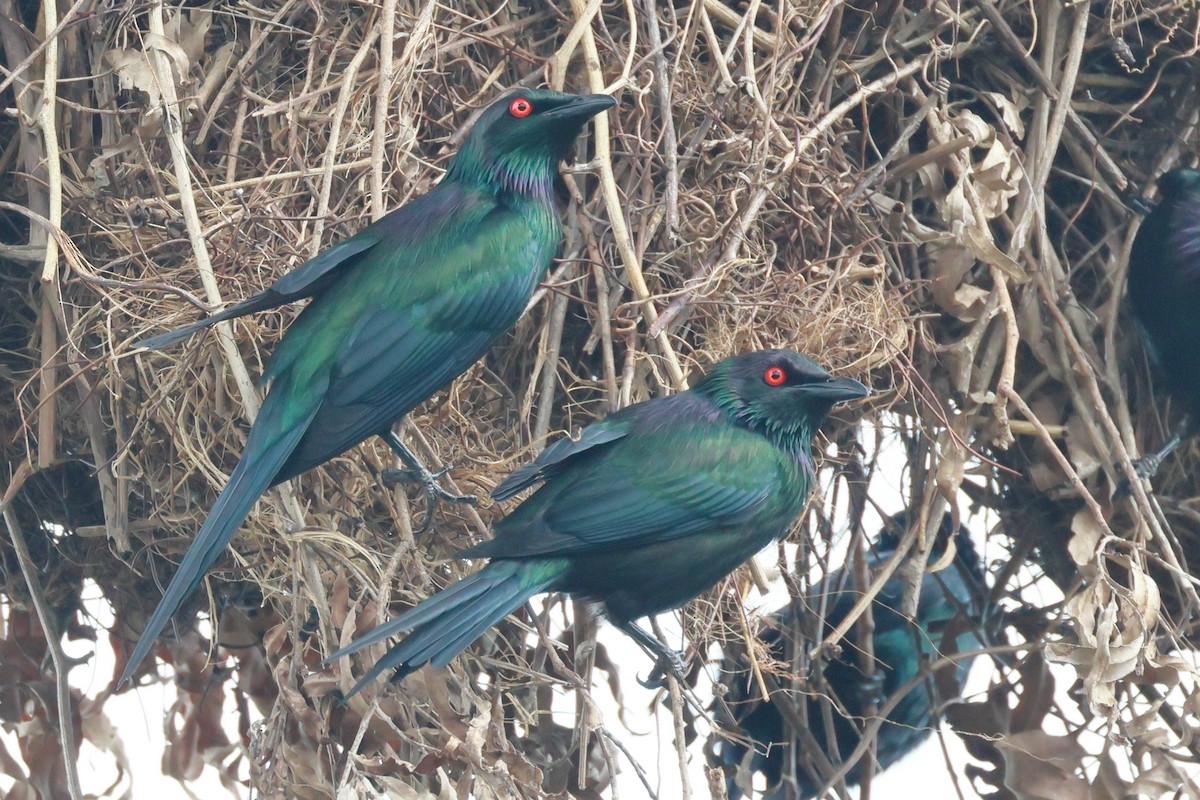 Metallic Starling - ML645431945