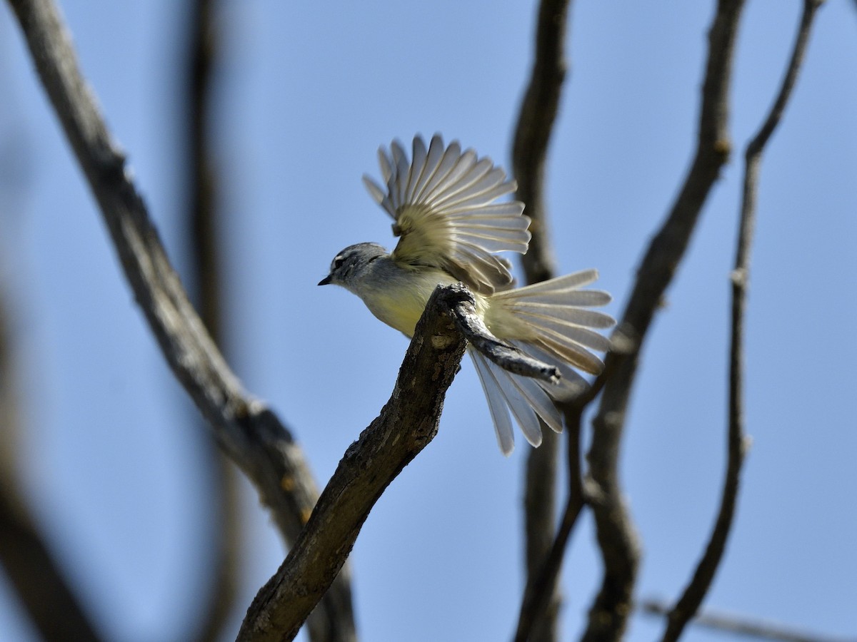 Straneck's Tyrannulet - ML645431963