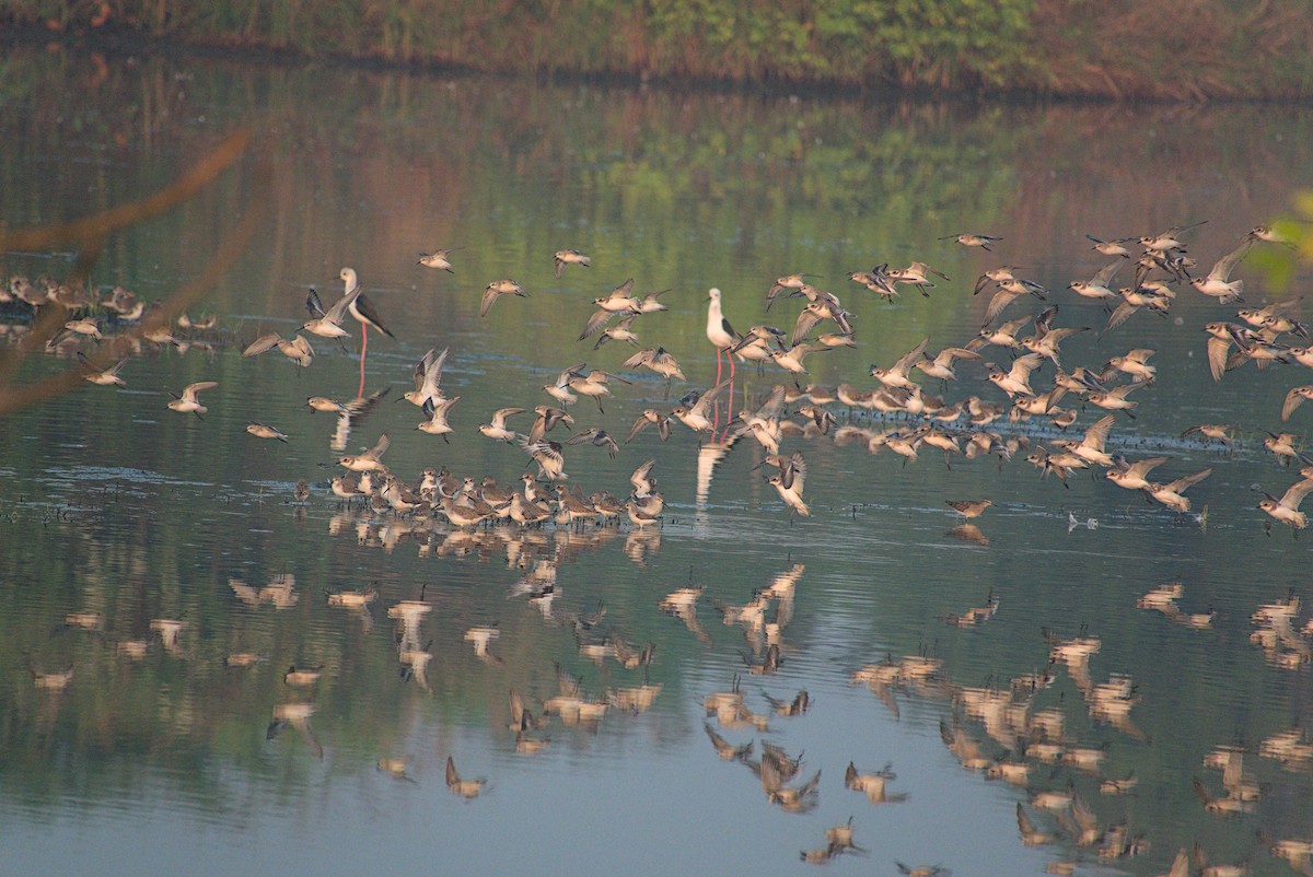 Bécasseau minute - ML645431986