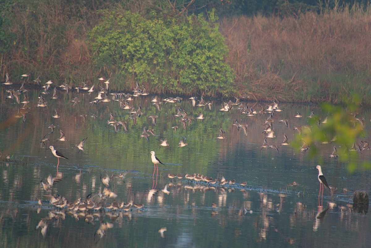 Black-winged Stilt - ML645431987