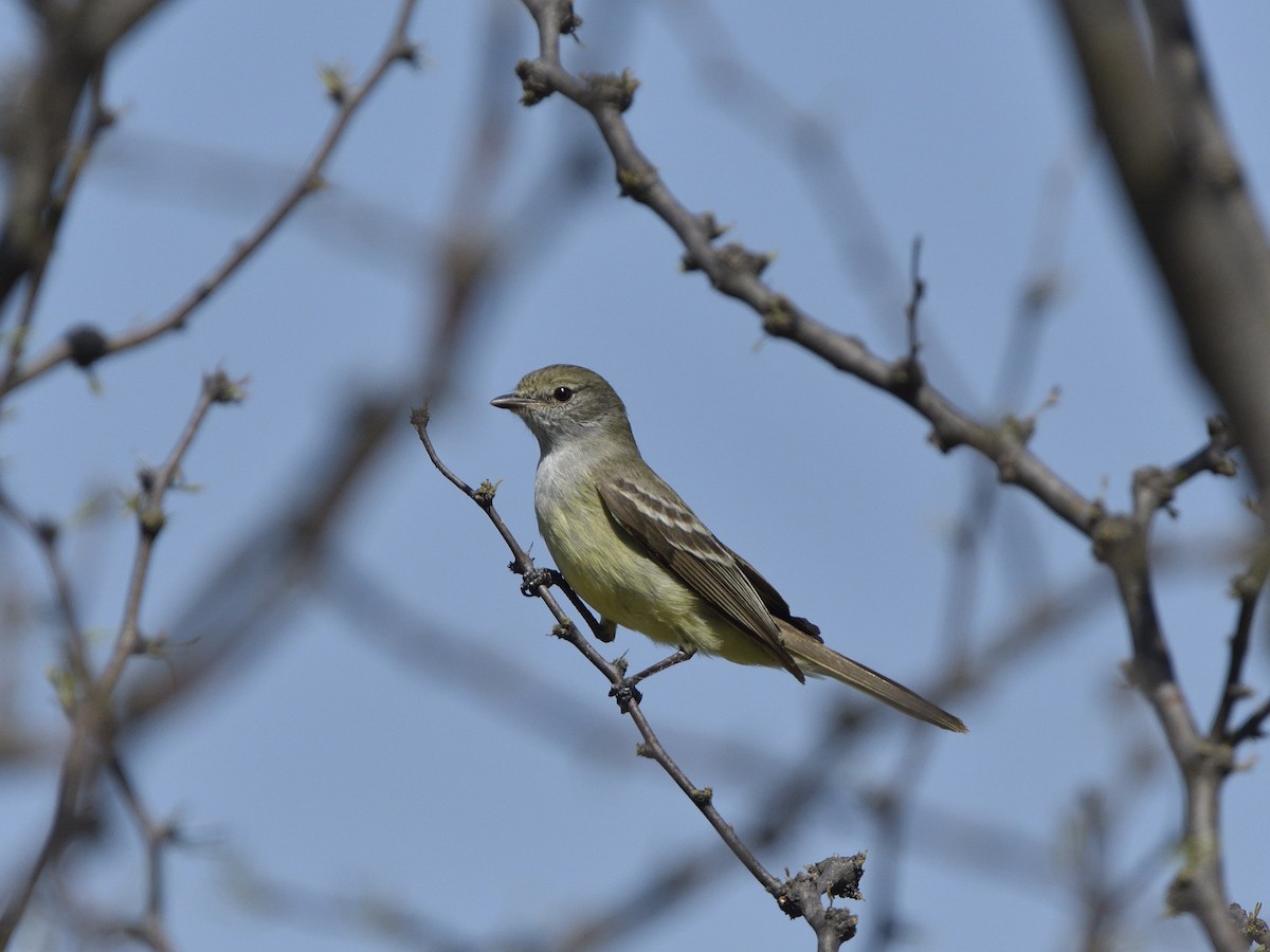 Southern Scrub-Flycatcher - ML645431993