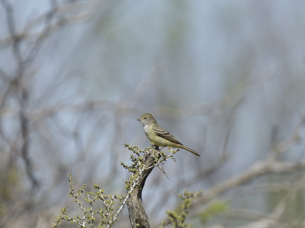 Southern Scrub-Flycatcher - ML645431994