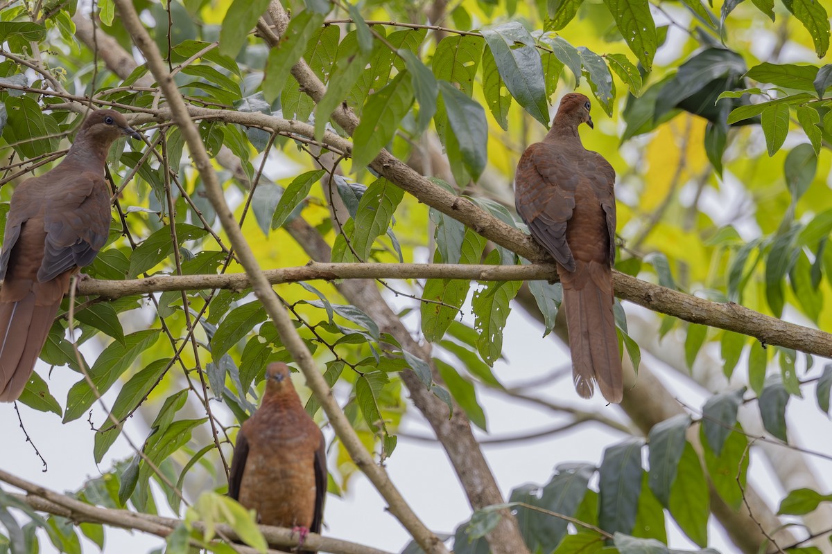 Maronentaube - ML645431995