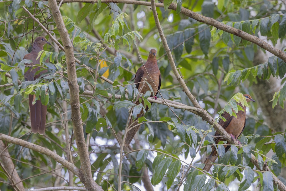 Maronentaube - ML645431996