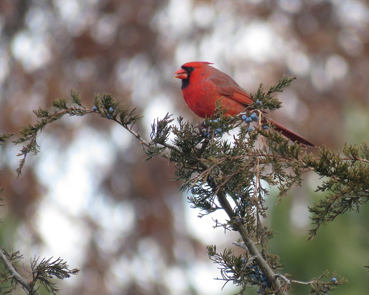 Northern Cardinal - ML645431998
