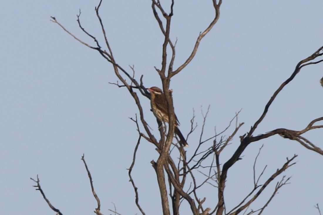 Diken Yanaklı Balkuşu - ML645432001