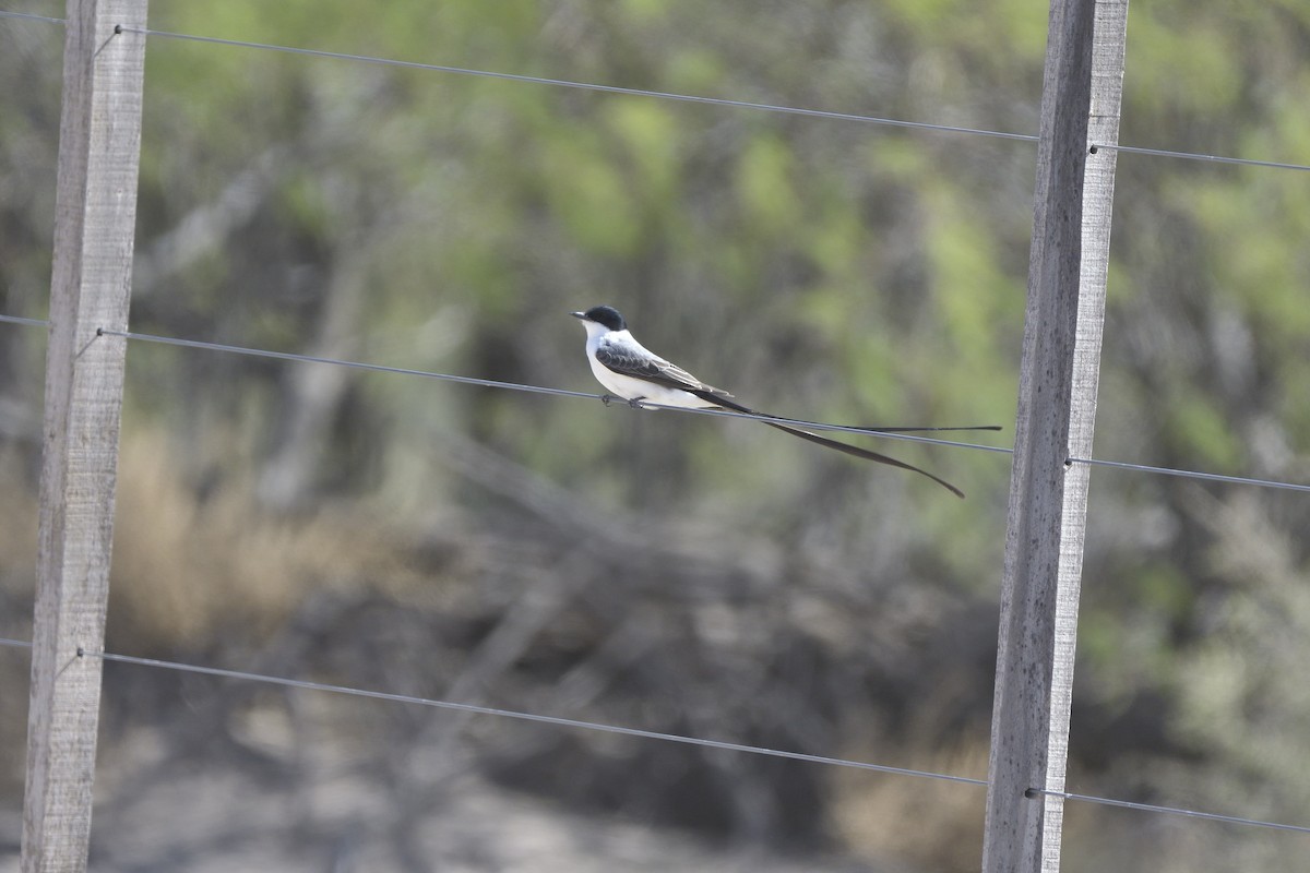 Fork-tailed Flycatcher - ML645432004