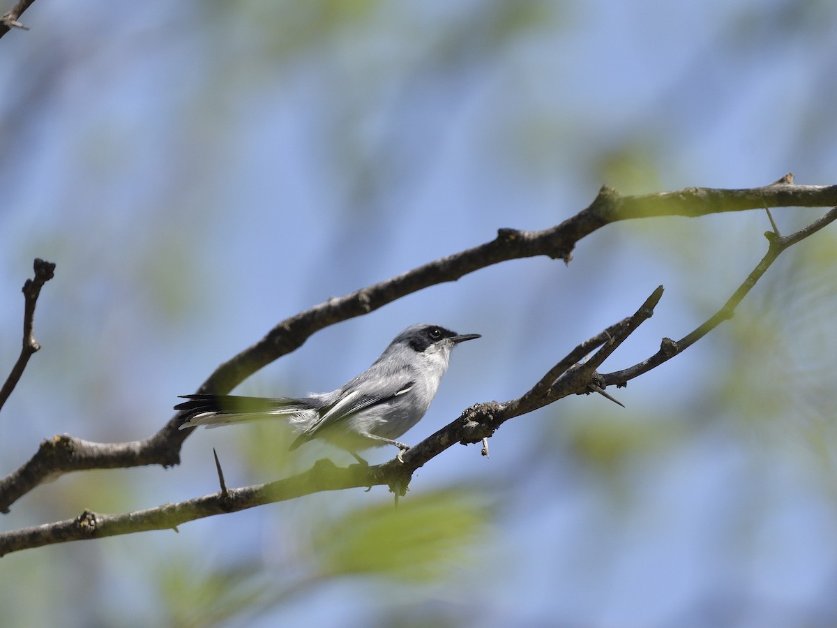 Masked Gnatcatcher - ML645432010