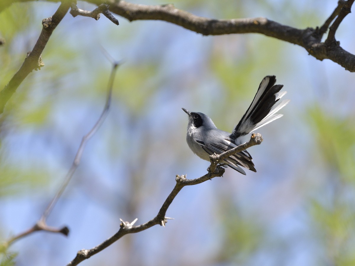 Masked Gnatcatcher - ML645432011