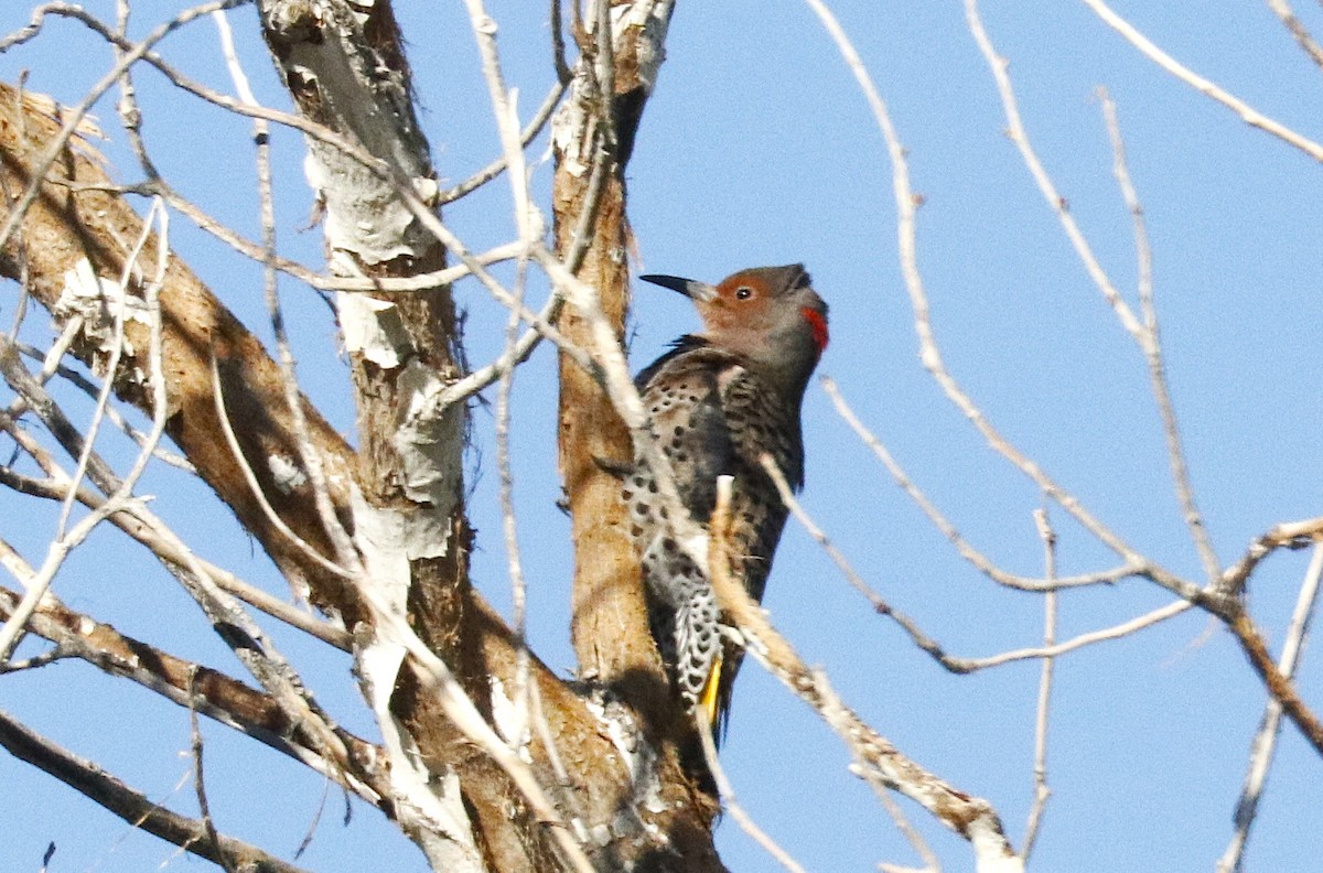 Northern Flicker (Yellow-shafted) - ML645432014