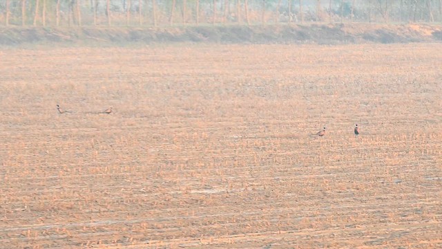 Фазан звичайний - ML645432019