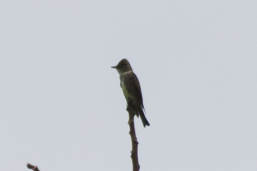 tyranovec severský - ML645432020