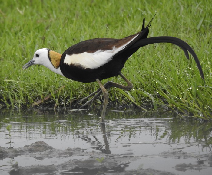 Pheasant-tailed Jacana - ML645432025