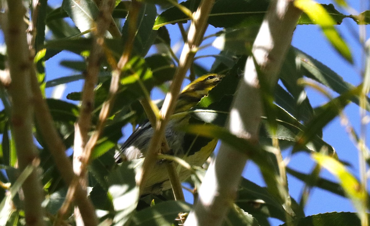Townsend's Warbler - ML645432028
