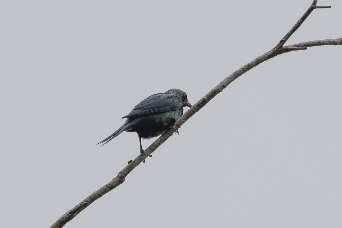 Metallic Starling - ML645432029
