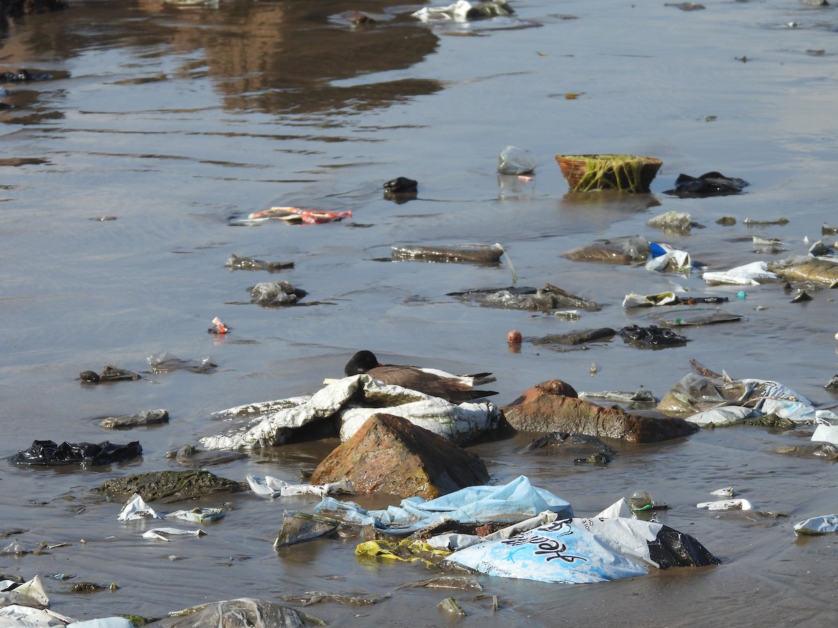 Кулик-сорока - ML645432037