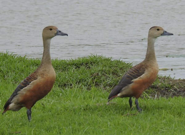 Малая древесная утка - ML645432041