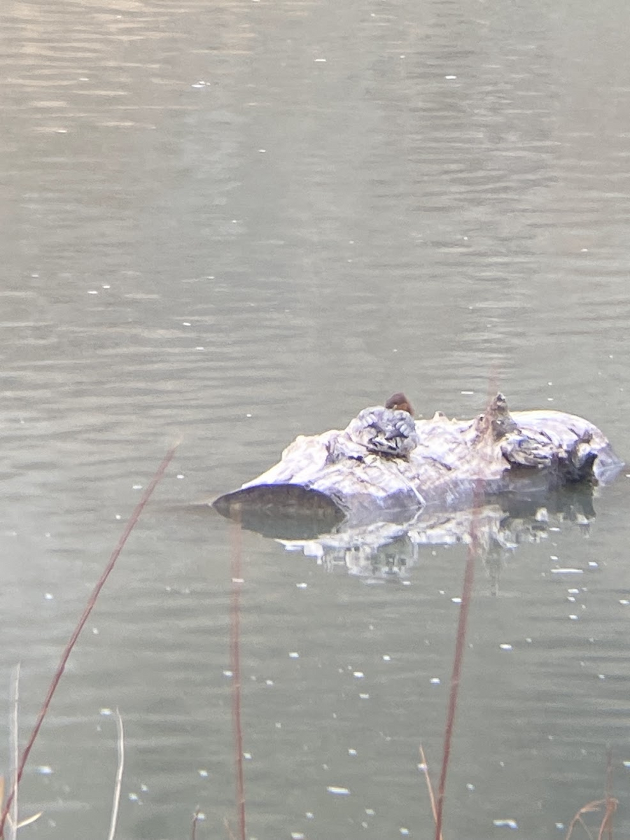 Большой крохаль - ML645432042