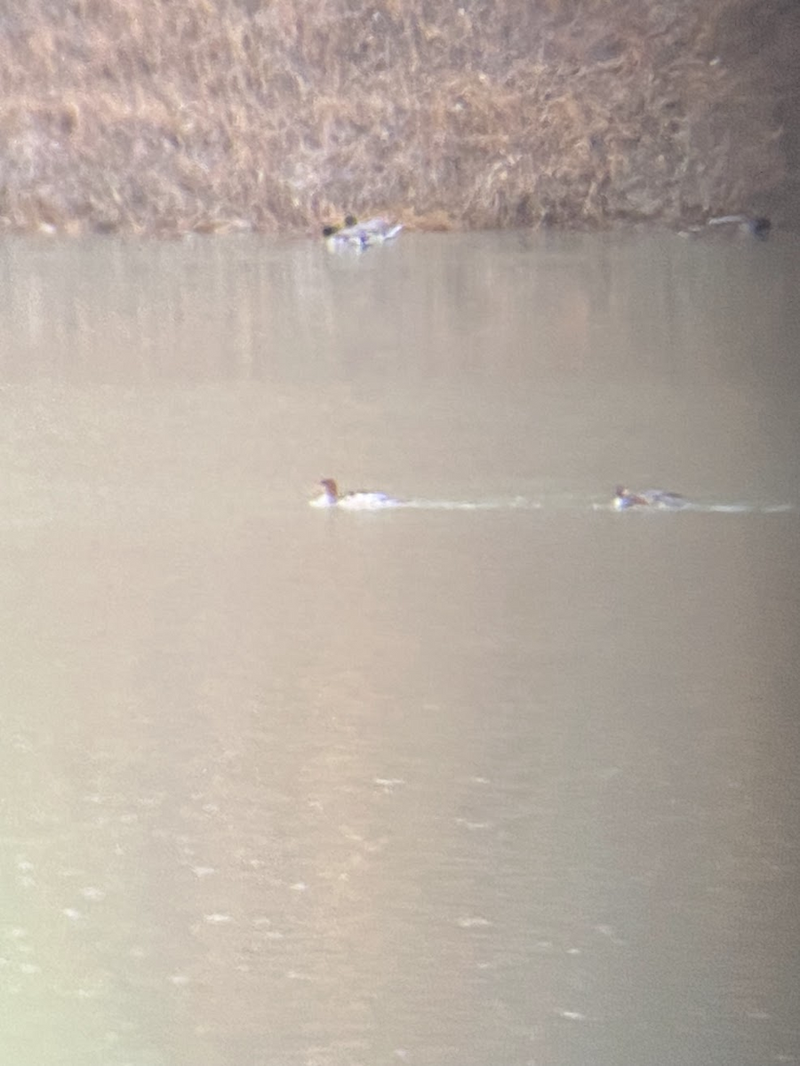 Большой крохаль - ML645432043