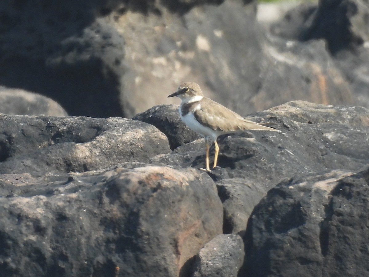 Малый зуёк - ML645432045