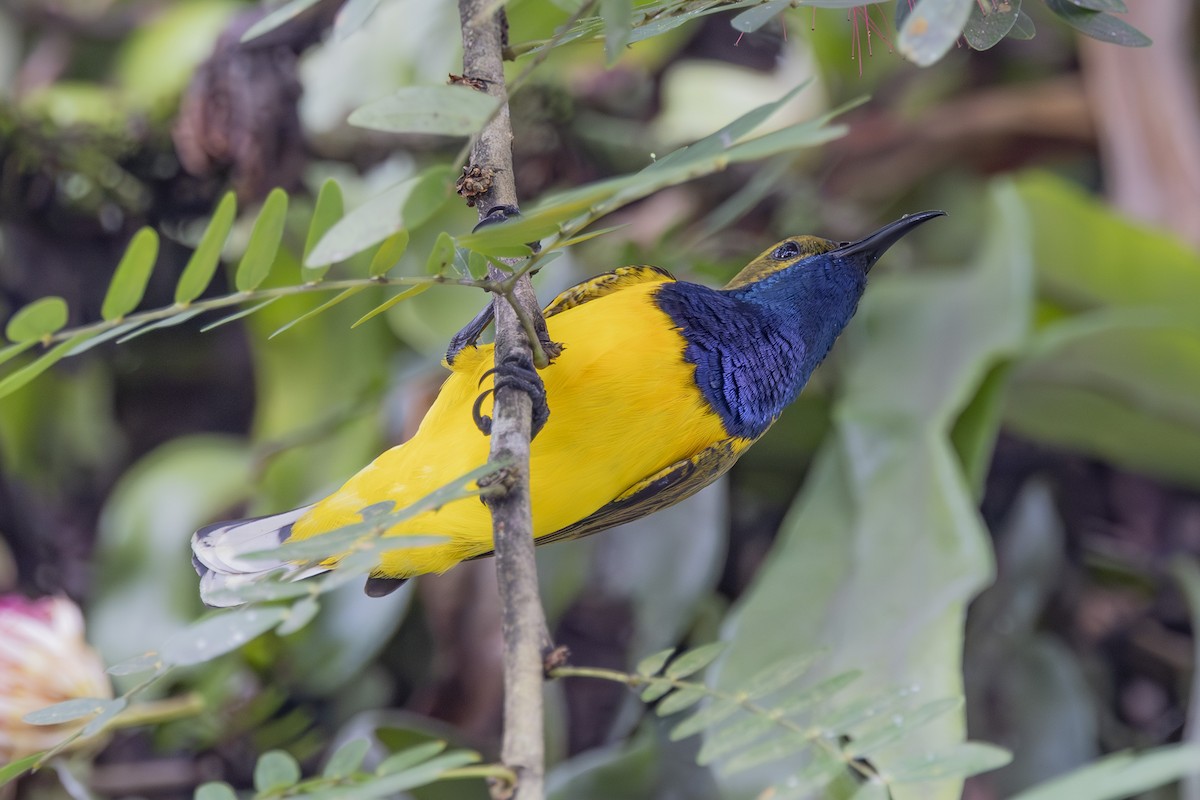 Sahul Sunbird - ML645432046