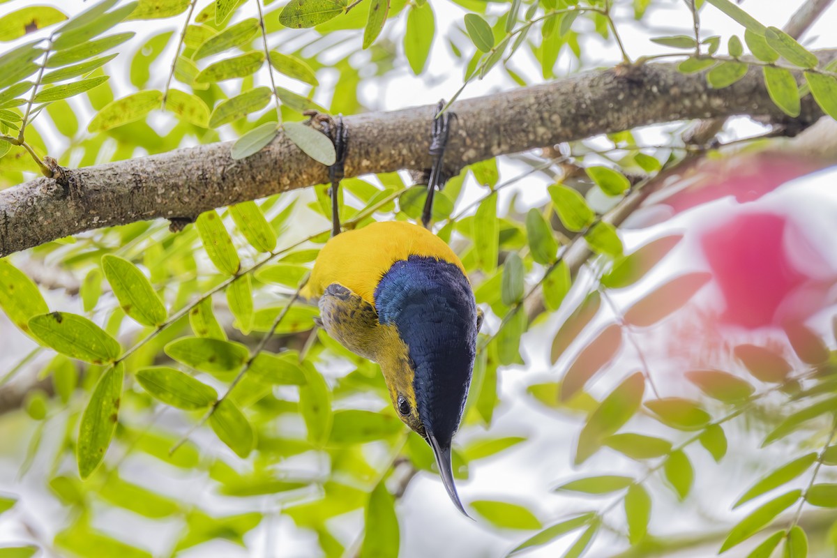 Sahul Sunbird - ML645432047