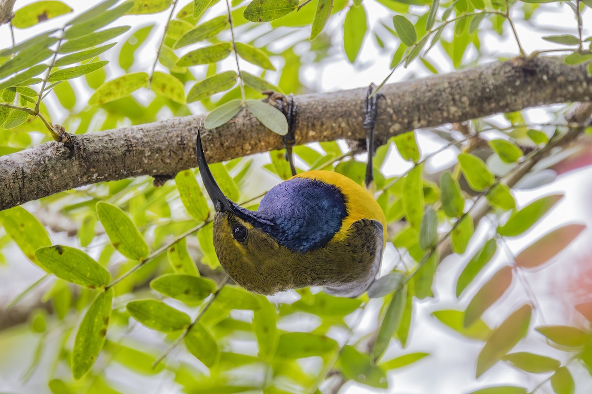 Sahul Sunbird - ML645432048