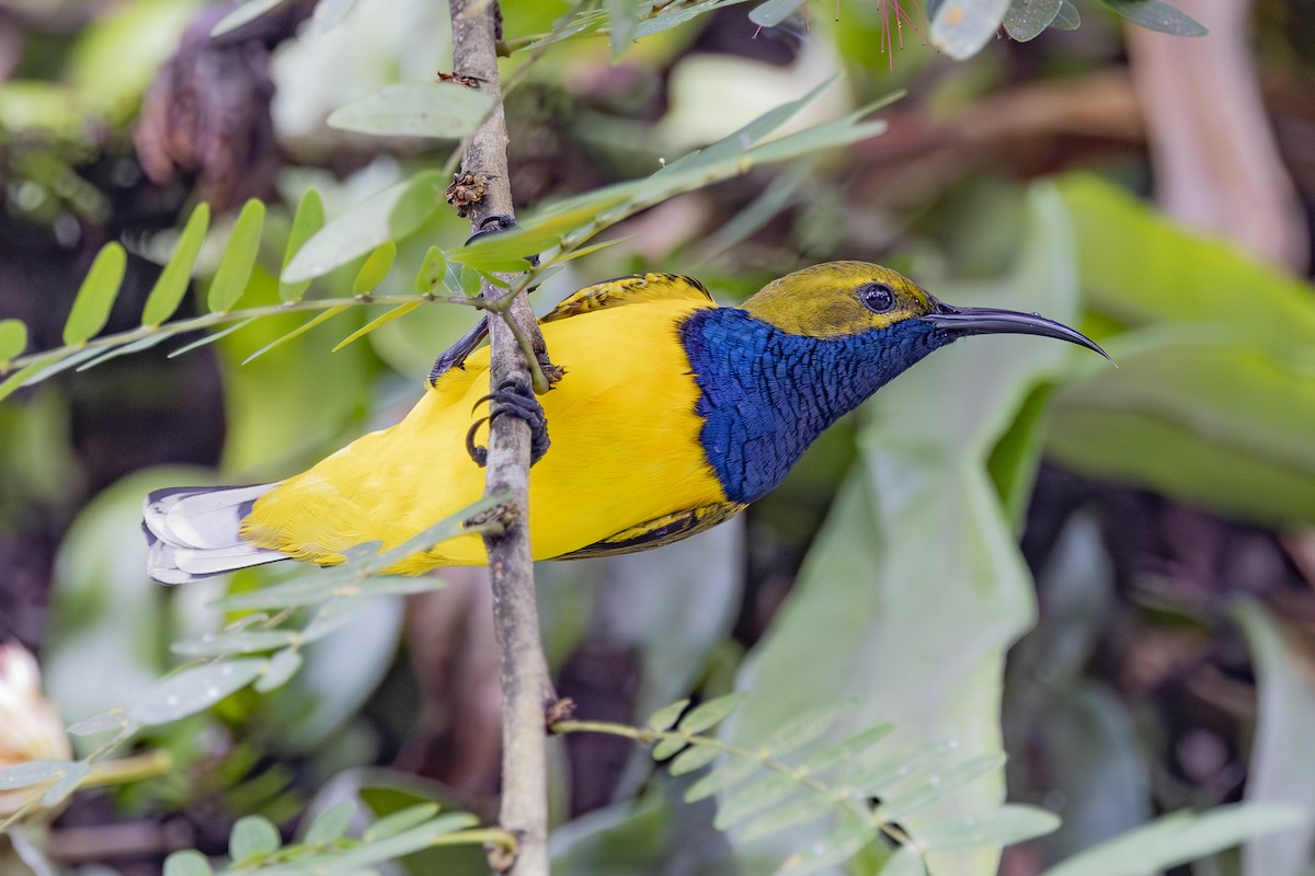 Sahul Sunbird - ML645432049