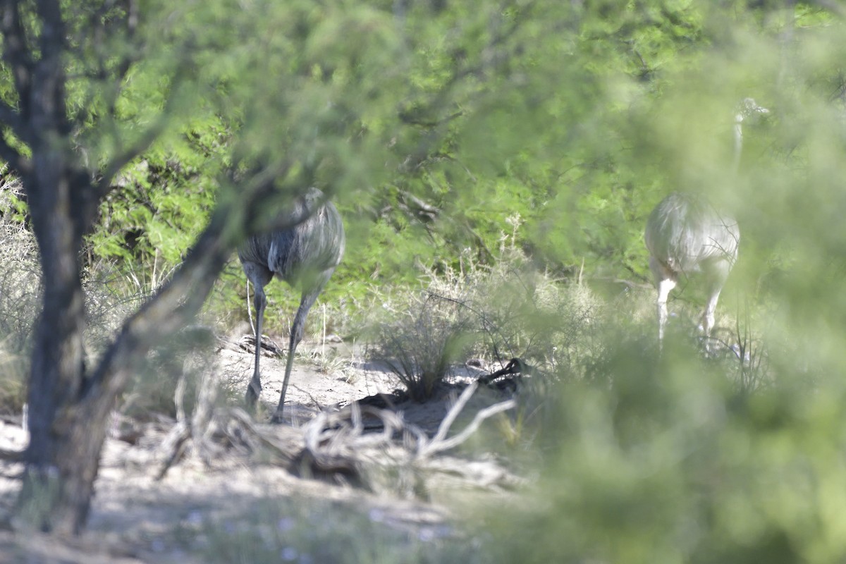 Нанду - ML645432050