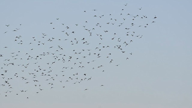 Даурская галка - ML645432054