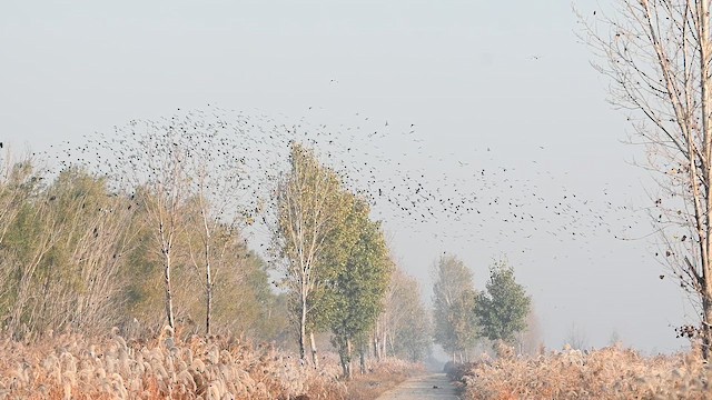 Галка даурська - ML645432055