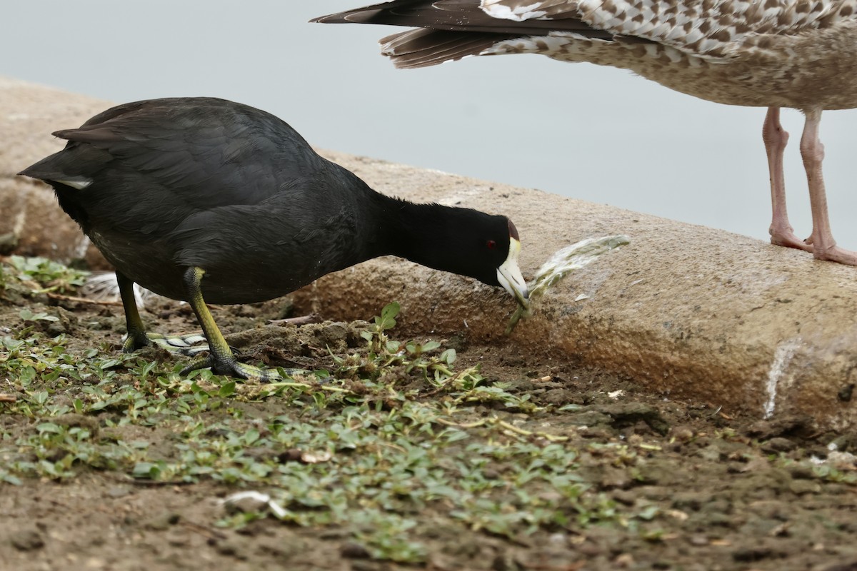 Американская лысуха - ML645432056